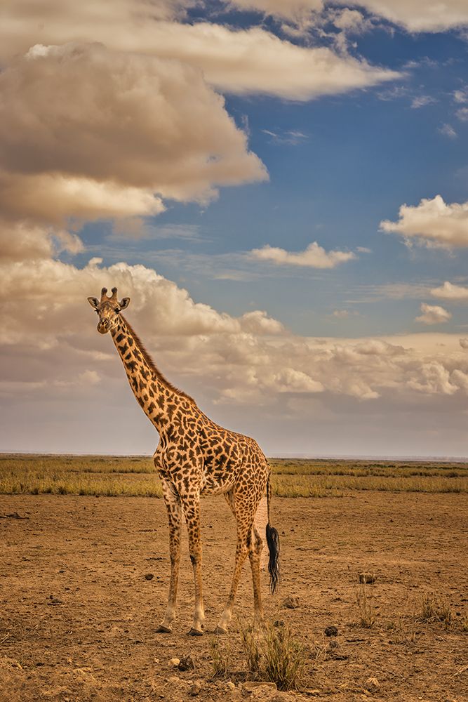 Giraffe-Amboseli National Park-Amboseli Nation Park-Africa art print by John Ford for $57.95 CAD