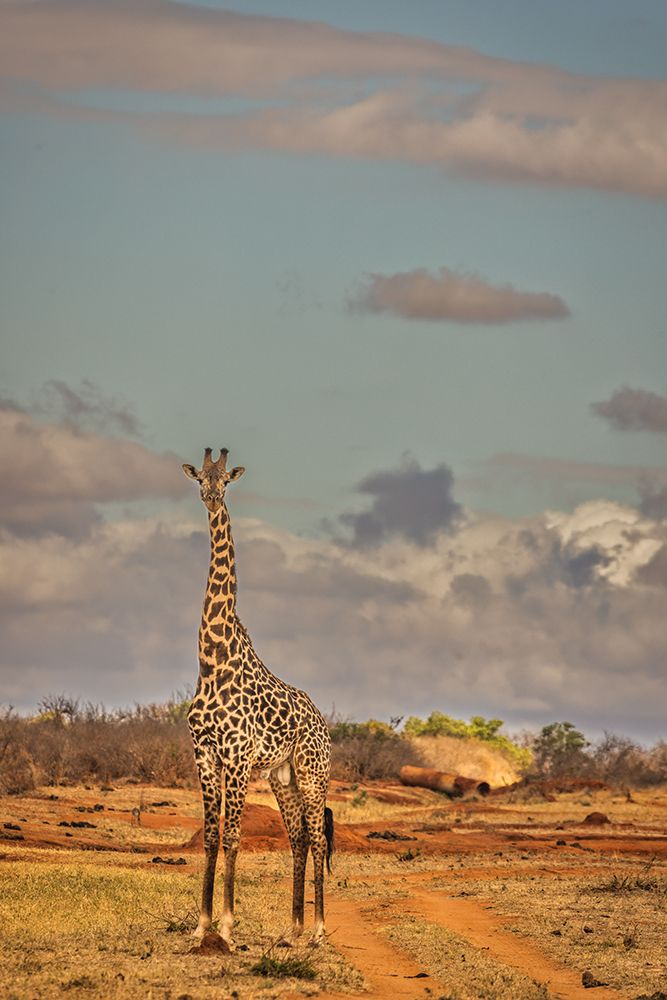 Giraffe-Tsavo West National Park-Africa art print by John Ford for $57.95 CAD