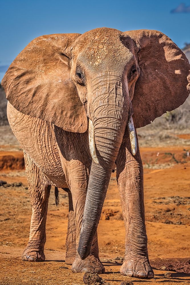Red Elephant-Tsavo West National Park-Africa art print by John Ford for $57.95 CAD