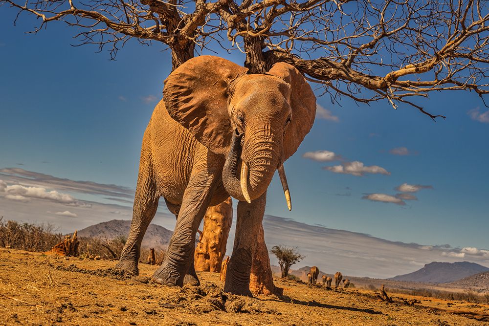 Red Elephant scratching-Tsavo West National Park-Africa art print by John Ford for $57.95 CAD