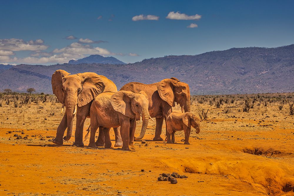 Red Elephant family-Tsavo West National Park-Africa art print by John Ford for $57.95 CAD