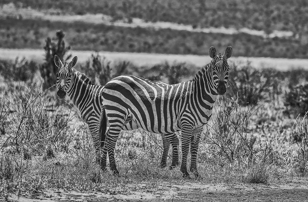 Zebras on alert-Tsavo West National Park-Africa art print by John Ford for $57.95 CAD