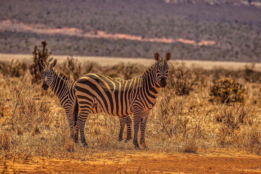 Zebras on alert-Tsavo West National Park-Africa art print by John Ford for $57.95 CAD
