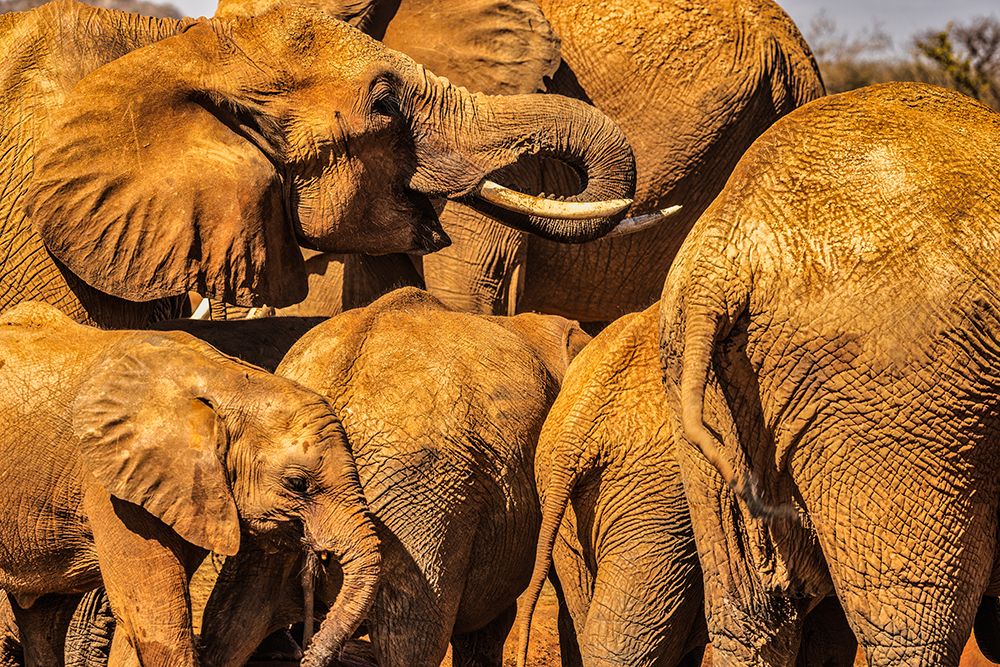 Red Elephant family-Tsavo West National Park-Africa art print by John Ford for $57.95 CAD