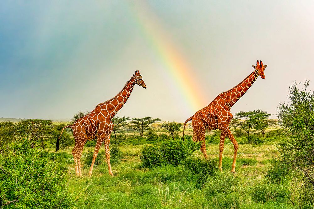 Samburu National Reserve, Kenya. Pair of reticulated giraffes. art print by Murray McCallum for $57.95 CAD