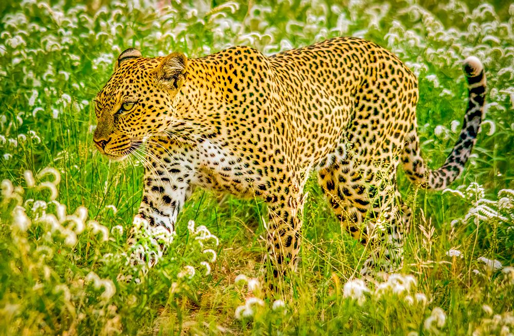 Samburu National Reserve, Kenya. Portrait of African leopard stalking prey. art print by Murray McCallum for $57.95 CAD