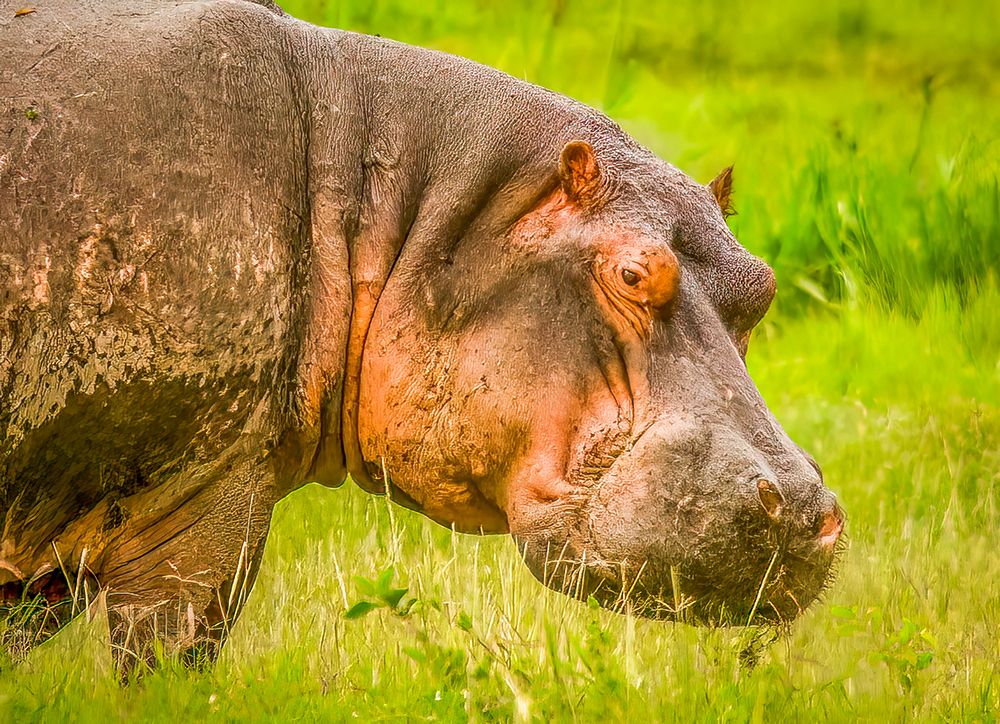 Samburu National Preserve, Kenya. Close-up portrait of hippopotamus. art print by Murray McCallum for $57.95 CAD