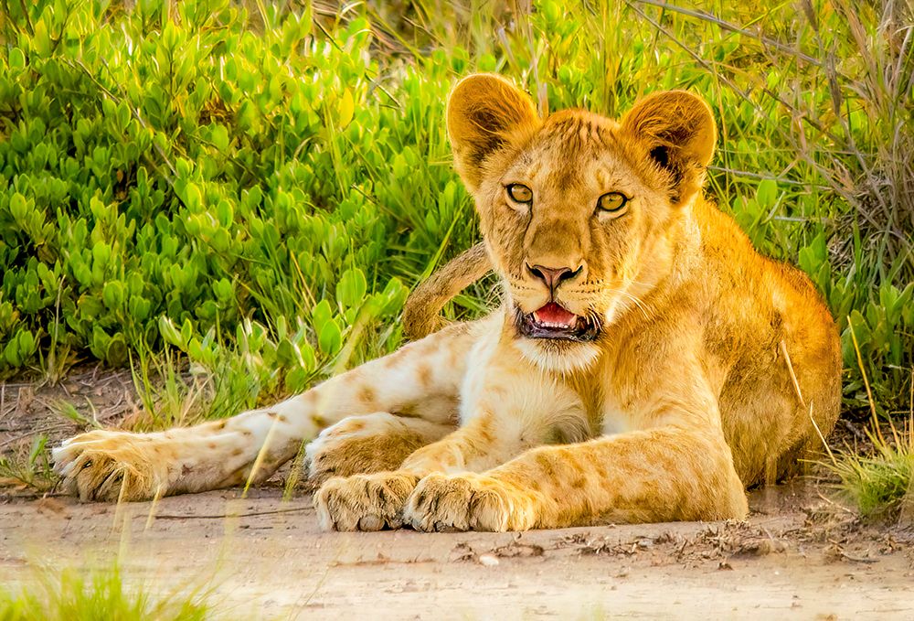 Samburu National Preserve, Kenya. Portrait of lioness resting in the shade. art print by Murray McCallum for $57.95 CAD