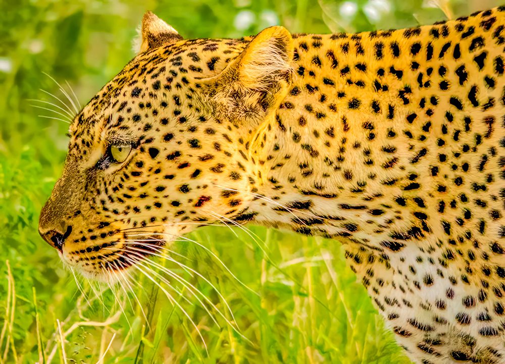 Samburu National Reserve, Kenya. Close-up portrait of African leopard stalking prey. art print by Murray McCallum for $57.95 CAD
