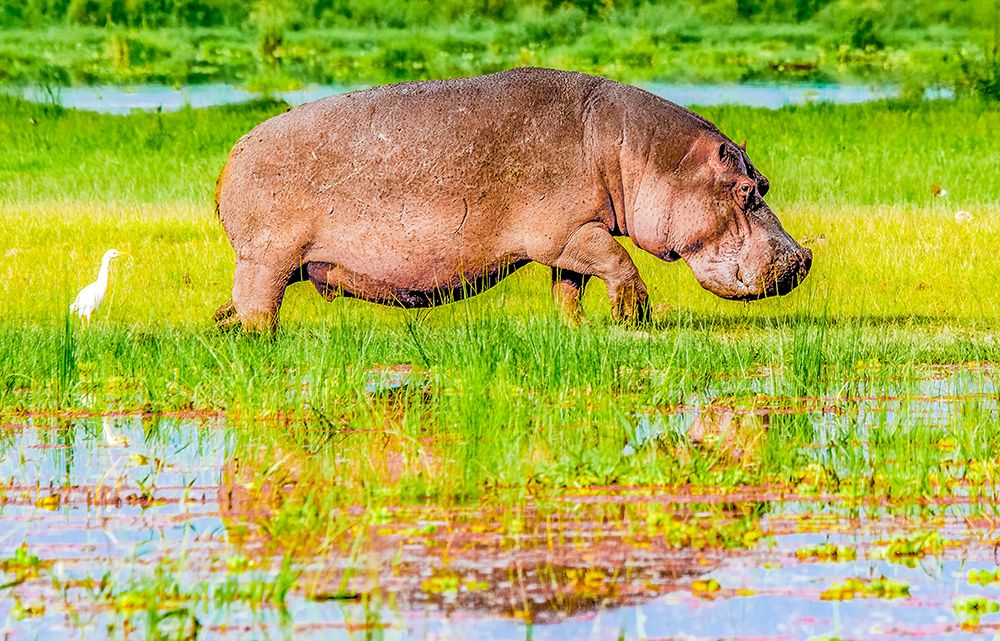 Samburu National Preserve, Kenya. Portrait of hippopotamus leaving the sanctuary of his water hole. art print by Murray McCallum for $57.95 CAD