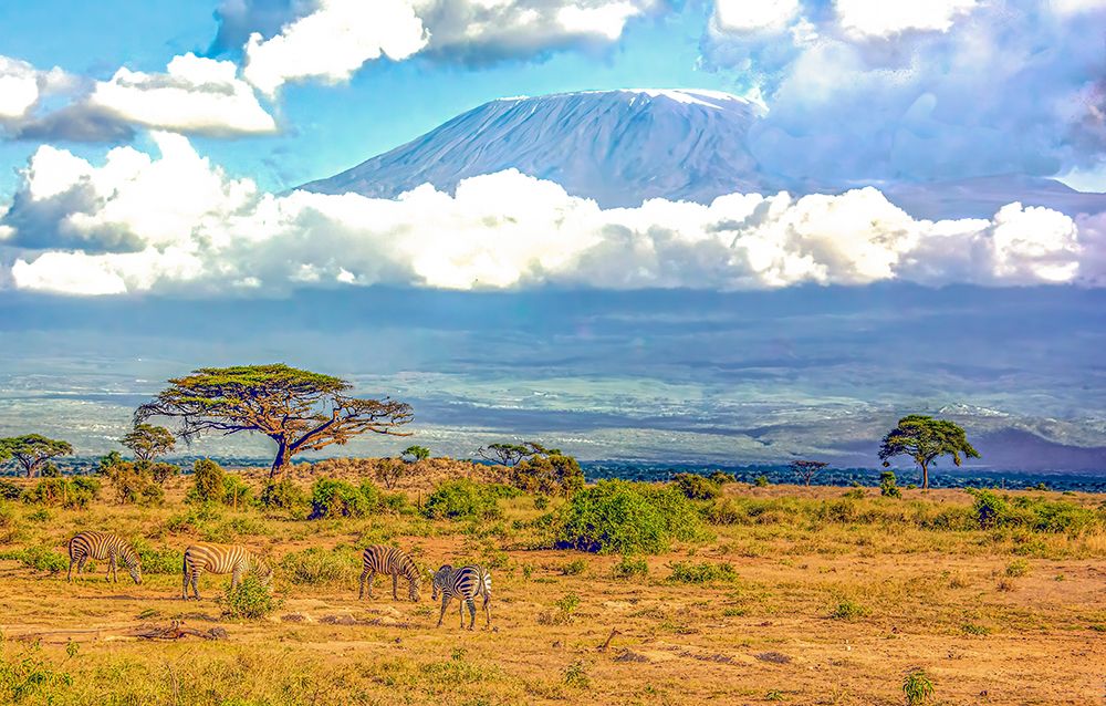 Samburu National Reserve, Kenya. Wide angle landscape view of Mt. Kilimanjaro with zebras grazingh. art print by Murray McCallum for $57.95 CAD