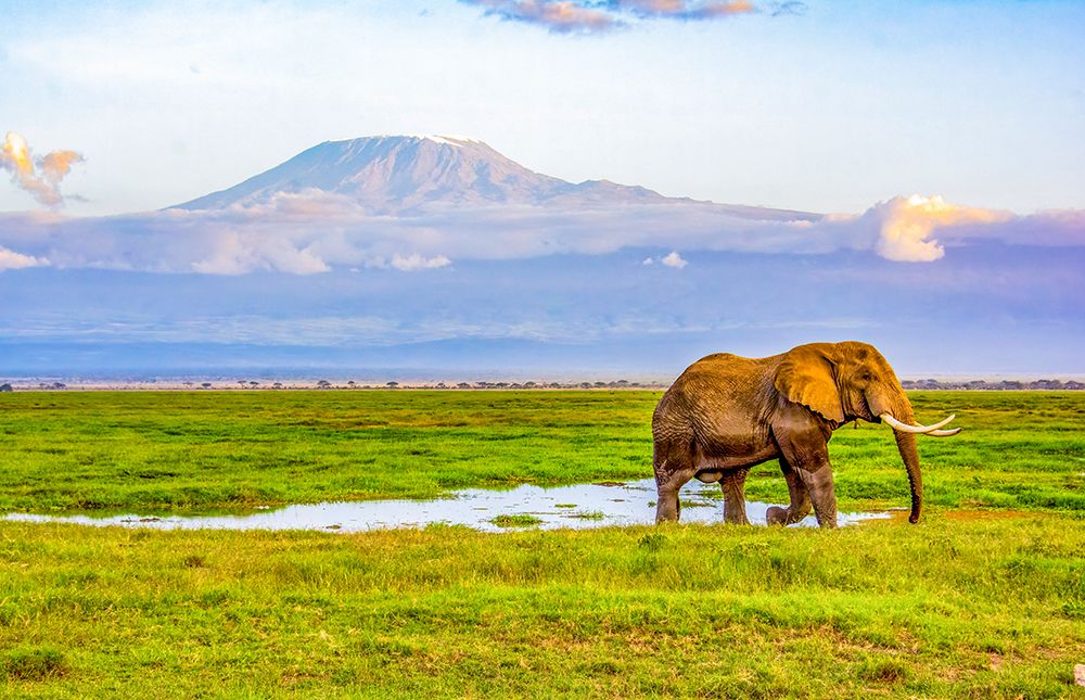 Mt. Kilimanjaro, Samburu NR, Kenya. Bull elephant at sunset grazing nearMt. Kilimanjaro. art print by Murray McCallum for $57.95 CAD