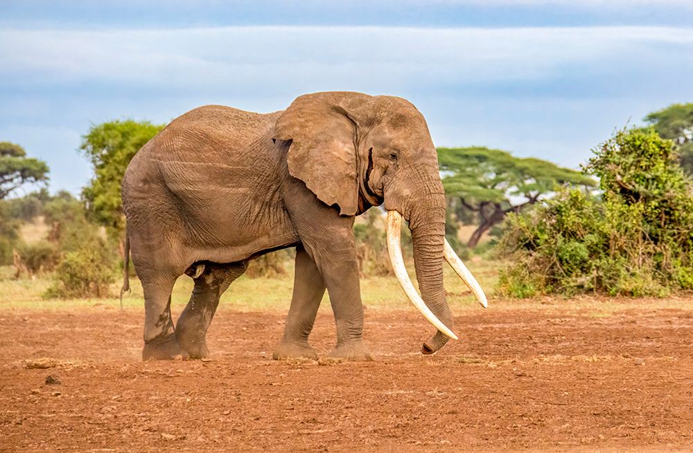 Samburu National Reserve, Kenya. One of Kenyas oldest bull elephants, Tim. art print by Murray McCallum for $57.95 CAD