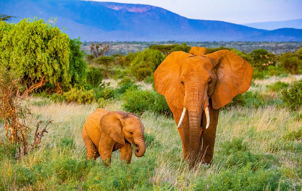 Samburu National Reserve, Kenya, Africa. Portrait of mother and baby African elephants. art print by Murray McCallum for $57.95 CAD