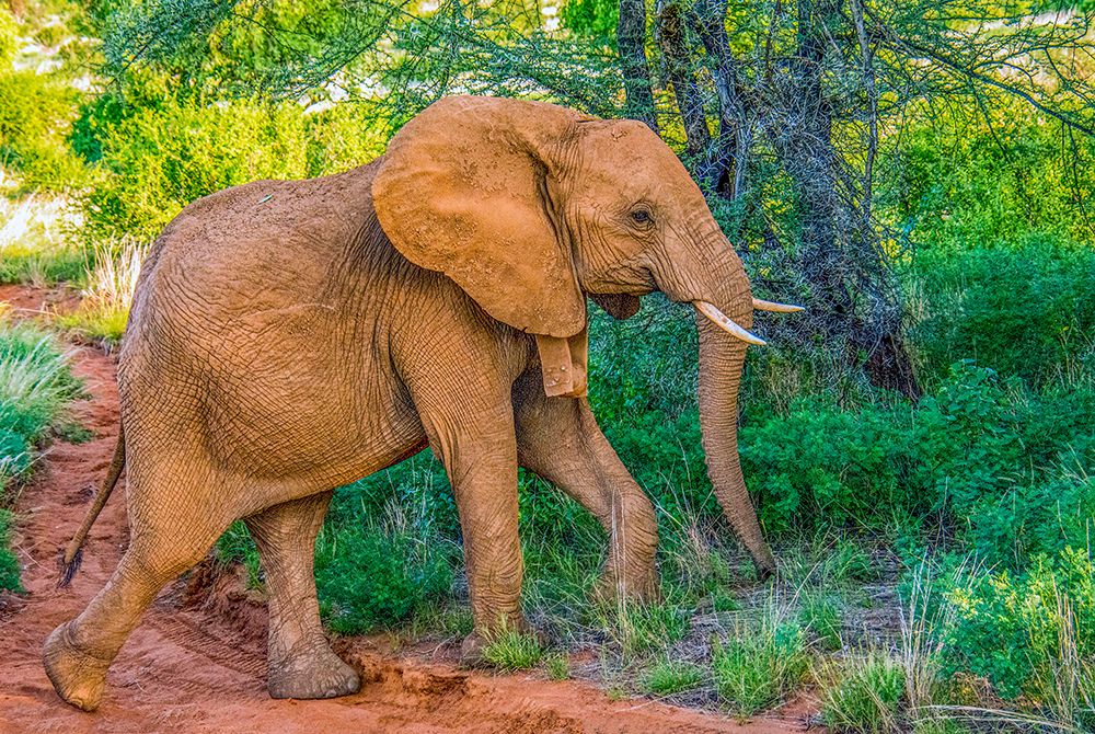 Samburu National Reserve, Kenya. Portrait of young elephant walking through the bushes. art print by Murray McCallum for $57.95 CAD