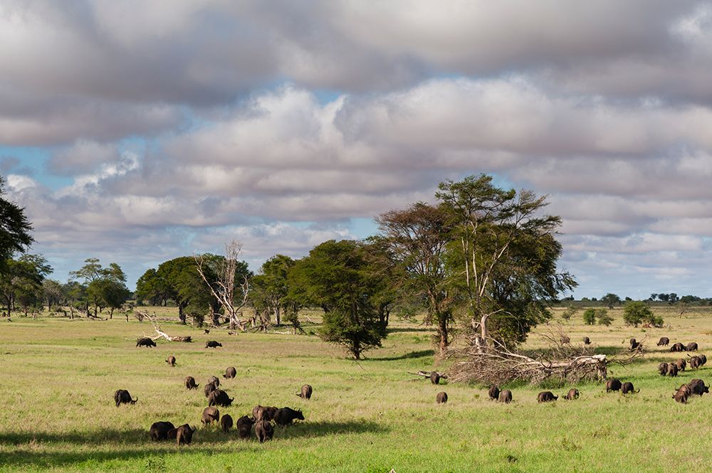 Landscape of the savannah-Tsavo-Kenya art print by Sergio Pitamitz for $57.95 CAD