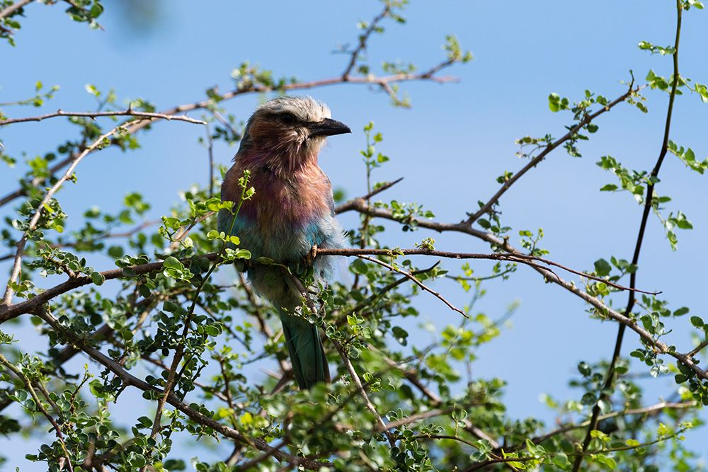 A lilac-breasted roller-Coracias caudatus-on a branch-Tsavo-Kenya art print by Sergio Pitamitz for $57.95 CAD