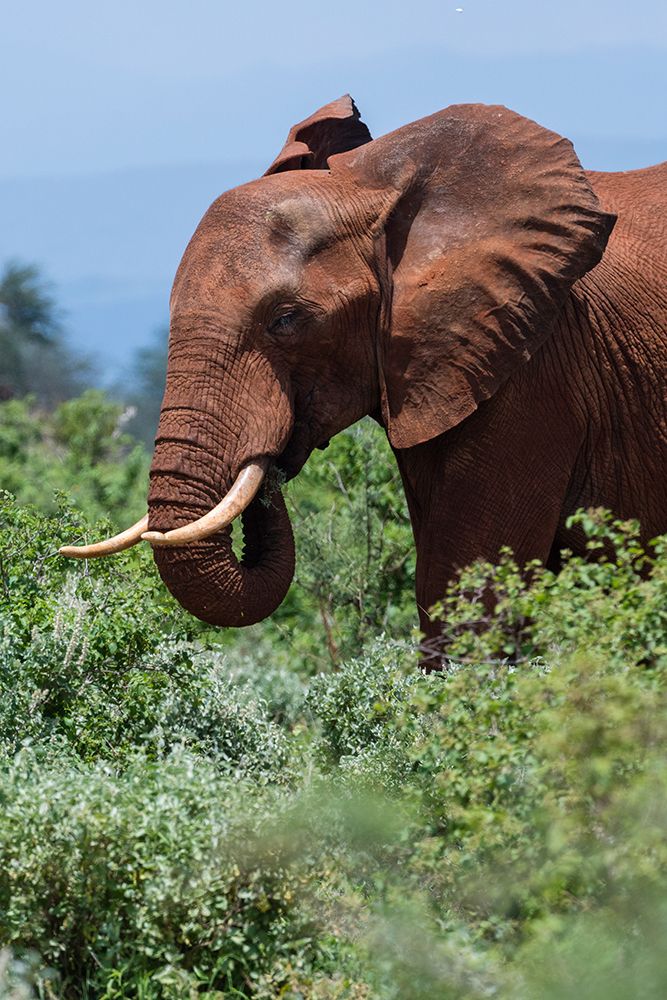 African elephant-Loxodonta africana-Tsavo-Kenya art print by Sergio Pitamitz for $57.95 CAD