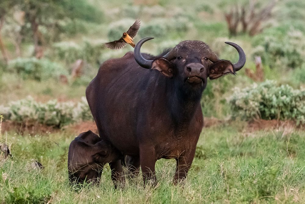 African buffalo-Syncerus caffer-and its calf-Tsavo-Kenya art print by Sergio Pitamitz for $57.95 CAD