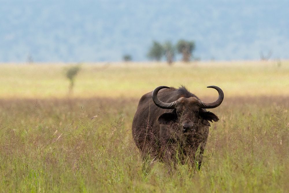 African buffalo-Syncerus caffer-Tsavo-Kenya art print by Sergio Pitamitz for $57.95 CAD