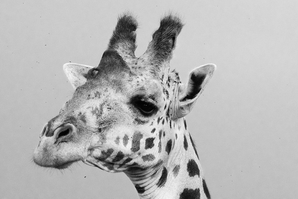 Portrait of a giraffe-Giraffa camelopardalis-Tsavo-Kenya art print by Sergio Pitamitz for $57.95 CAD