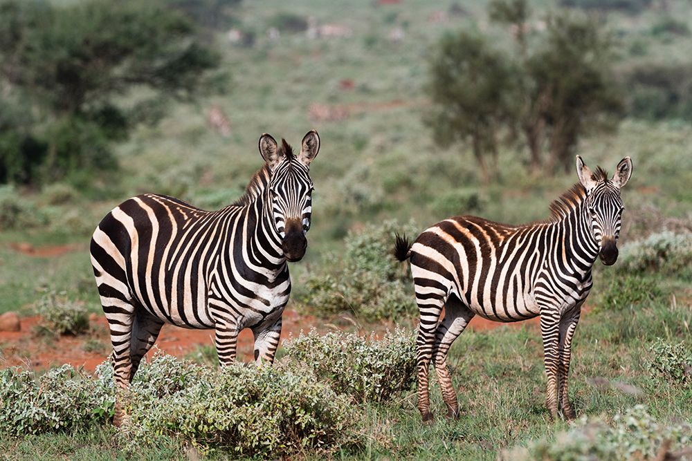 Plains zebra-Equus quagga-Tsavo-Kenya art print by Sergio Pitamitz for $57.95 CAD