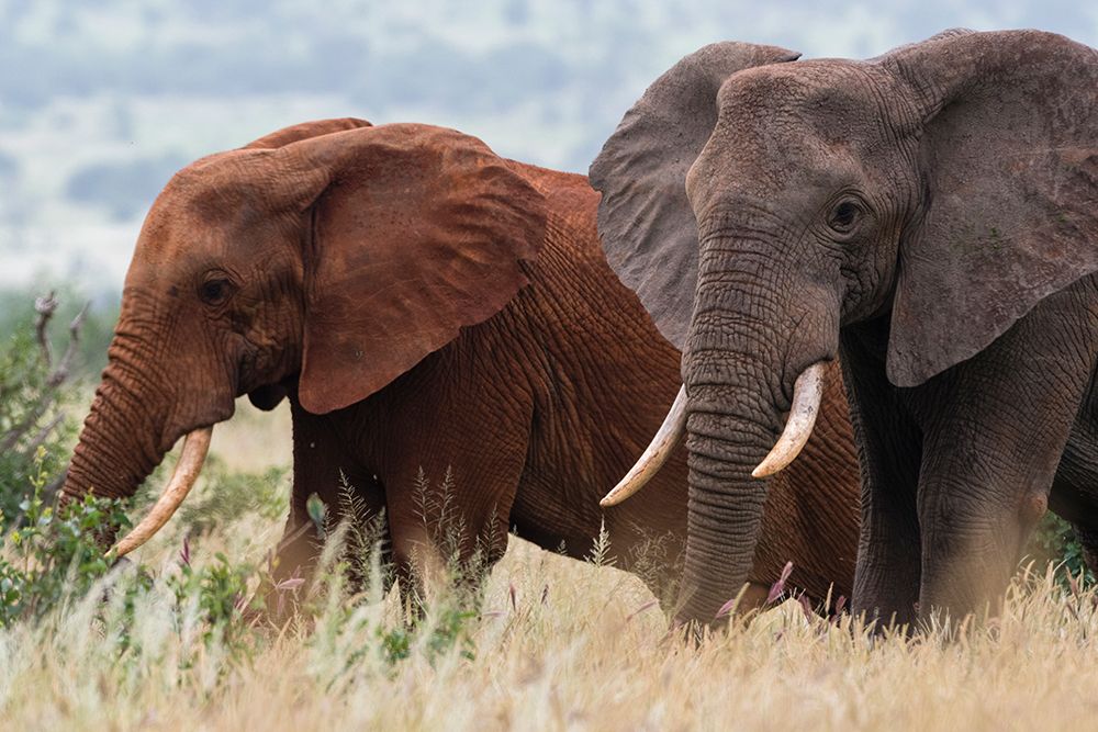 Two African elephants-Loxodonta africana-Tsavos soil-Tsavo-Kenya art print by Sergio Pitamitz for $57.95 CAD