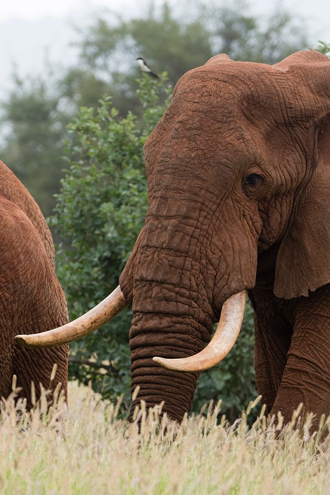 African elephant-Loxodonta africana-Tsavo-Kenya art print by Sergio Pitamitz for $57.95 CAD