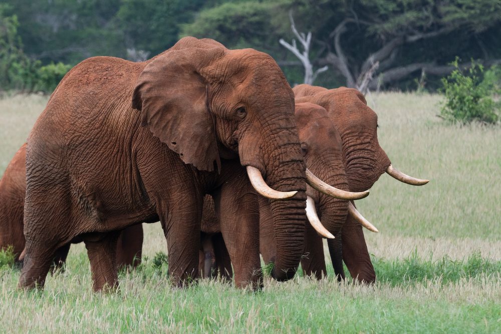 African elephants-Loxodonta africana-Tsavo-Kenya art print by Sergio Pitamitz for $57.95 CAD