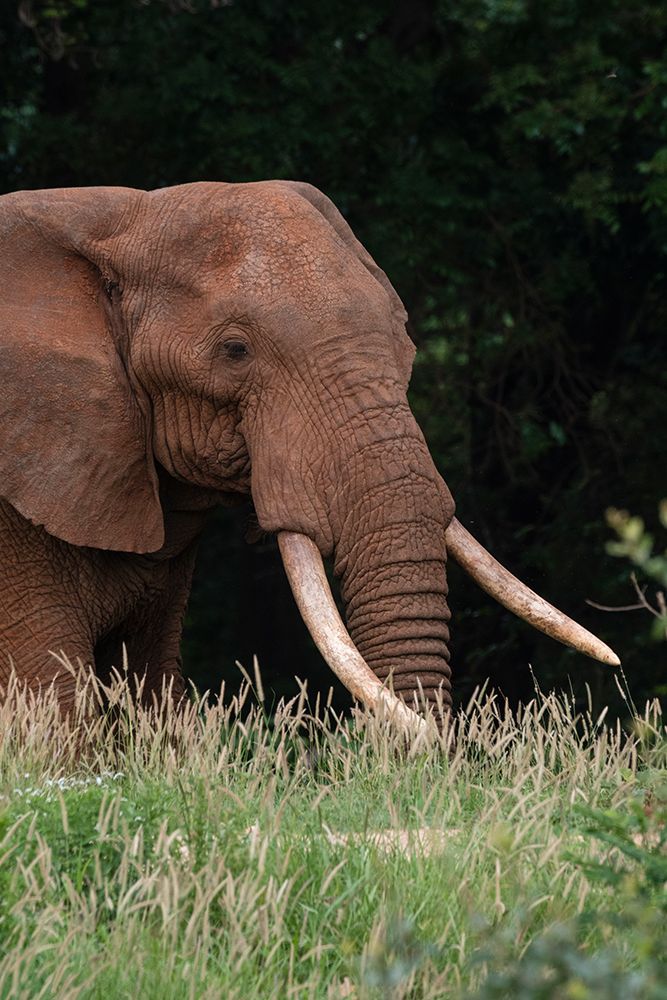 An African elephant-Loxodonta africana-with long tusks-walking in a forest-Tsavo-Kenya art print by Sergio Pitamitz for $57.95 CAD