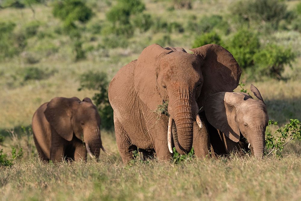 A female African elephant-Loxodonta africana-and calves-Lualenyi-Tsavo-Kenya art print by Sergio Pitamitz for $57.95 CAD