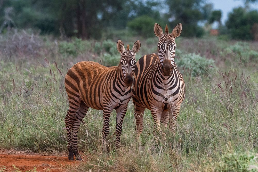 Plains zebra-Equus quagga-and calf-Tsavo-Kenya art print by Sergio Pitamitz for $57.95 CAD