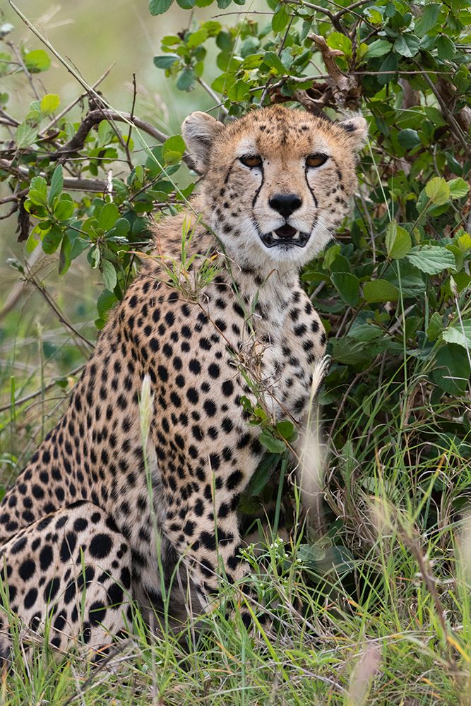 Cheetah-Acinonyx jubatus-Tsavo-Kenya art print by Sergio Pitamitz for $57.95 CAD