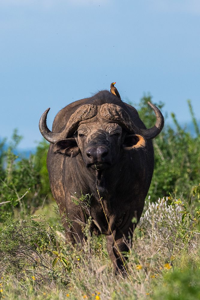 Yellow-billed oxpecker-Buphagus africanus-on a Cape buffalo-Syncerus caffer-Tsavo-Kenya art print by Sergio Pitamitz for $57.95 CAD