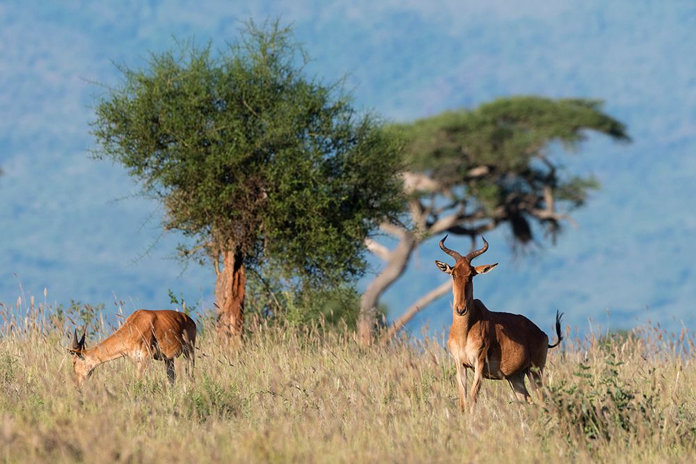 Cokes hartebeest-Alcelaphus buselaphus cokii-with its calf-Lualenyi-Tsavo-Kenya art print by Sergio Pitamitz for $57.95 CAD