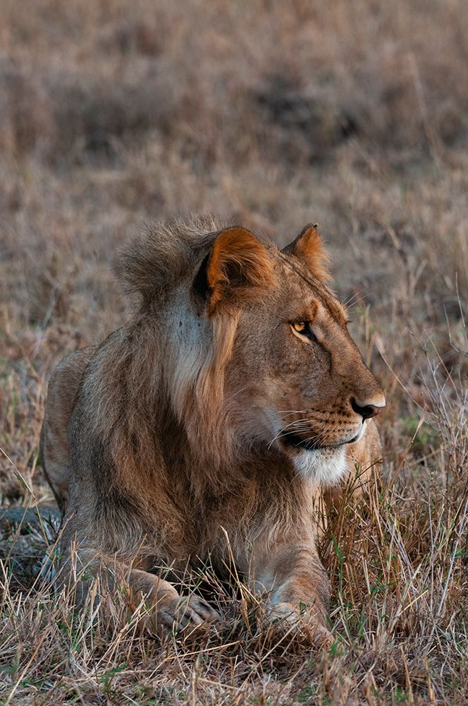 Portrait of a male lion at rest Masai Mara National Reserve-Kenya art print by Sergio Pitamitz for $57.95 CAD