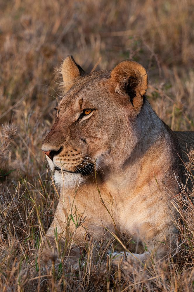 Portrait of a lioness at rest Masai Mara National Reserve-Kenya art print by Sergio Pitamitz for $57.95 CAD