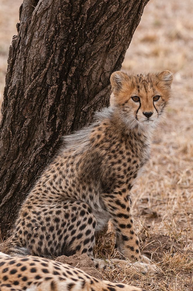 Cheetah cub sitting against a tree trunk Mother rests nearby Masai Mara National Reserve-Kenya art print by Sergio Pitamitz for $57.95 CAD