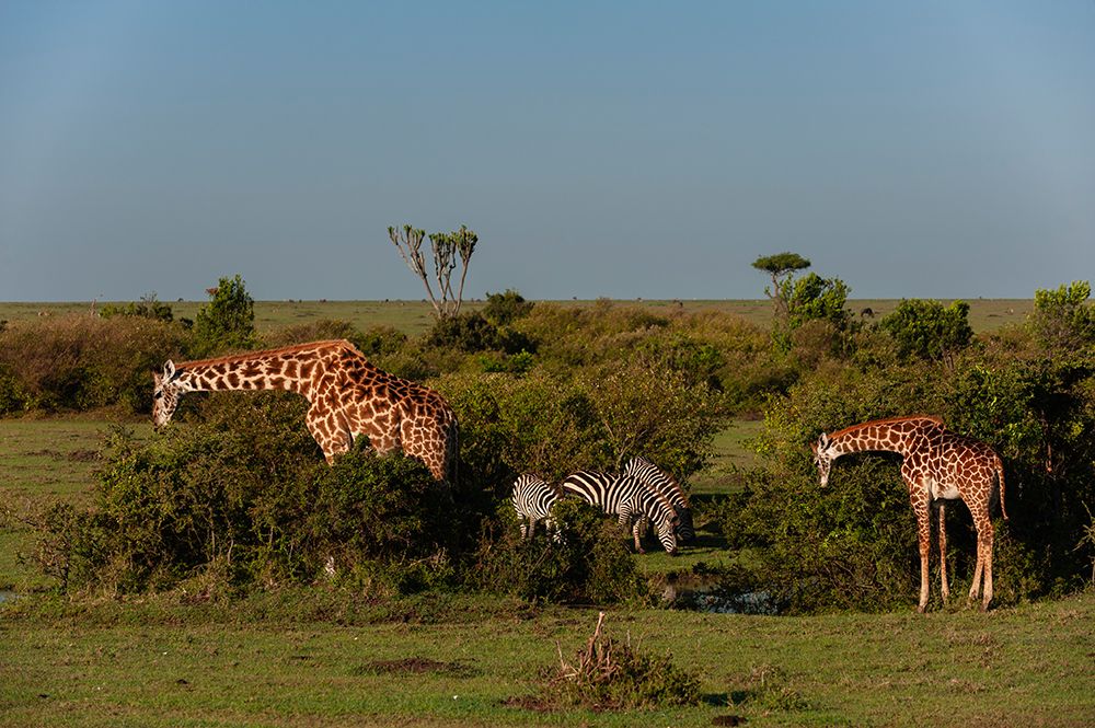 Giraffes browsing and common zebras grazing Masai Mara National Reserve-Kenya art print by Sergio Pitamitz for $57.95 CAD