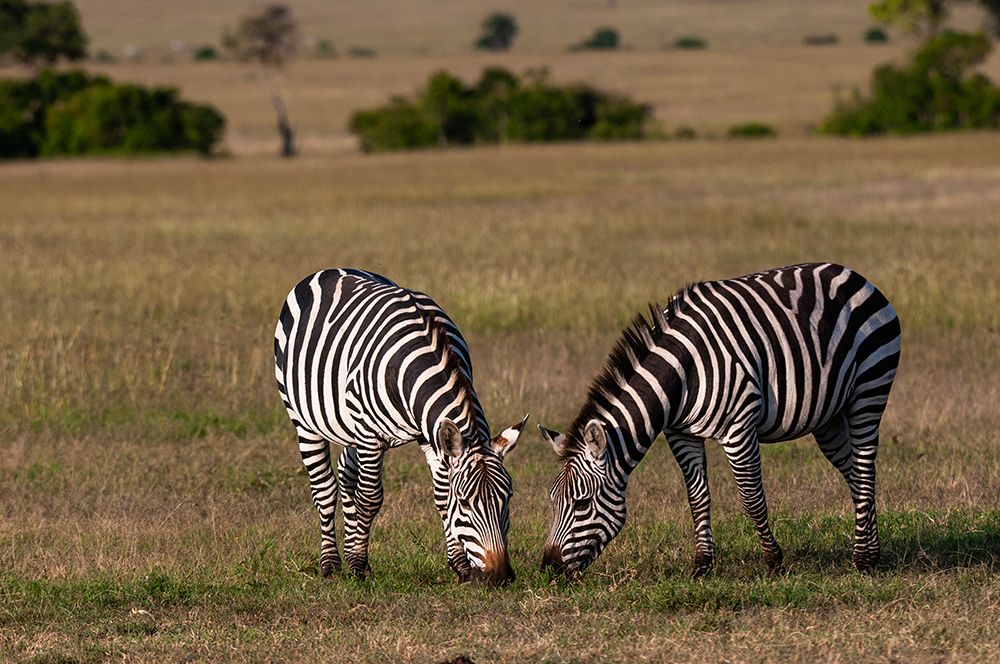 Two common or plains zebras grazing Masai Mara National Reserve-Kenya art print by Sergio Pitamitz for $57.95 CAD