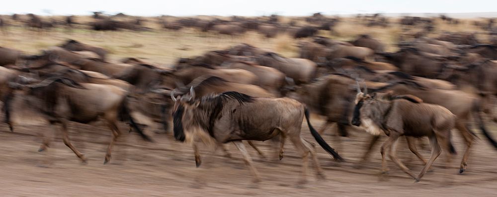 A herd of migrating wildebeests running Masai Mara National Reserve-Kenya art print by Sergio Pitamitz for $57.95 CAD