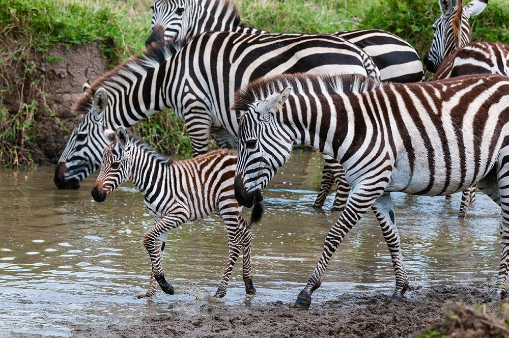 Plains zebras and a colt at waterhole Masai Mara National Reserve-Kenya art print by Sergio Pitamitz for $57.95 CAD