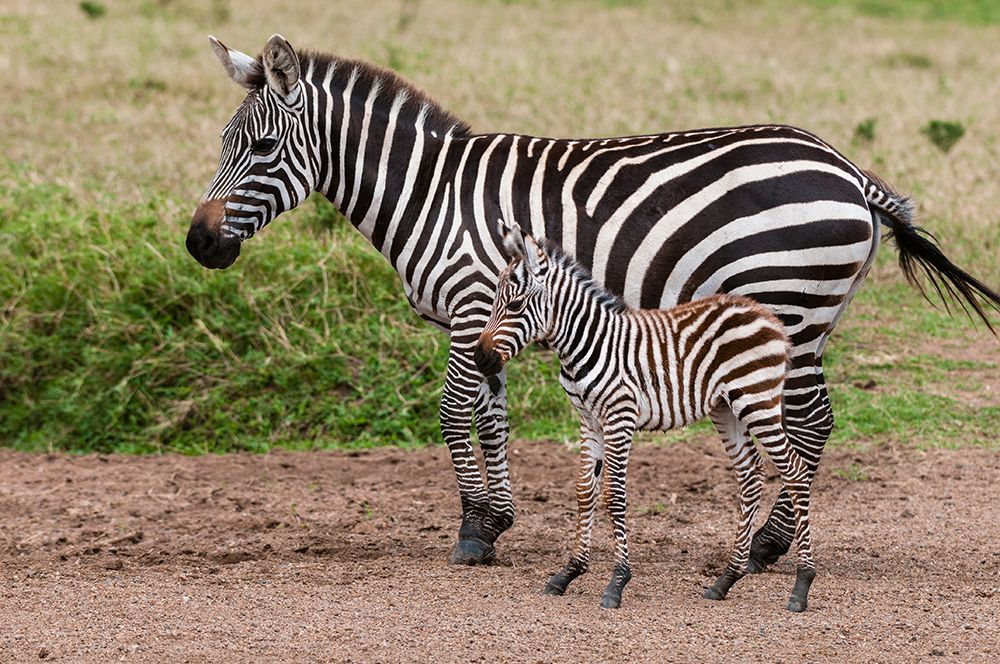 A plains zebra with her colt Masai Mara National Reserve-Kenya art print by Sergio Pitamitz for $57.95 CAD