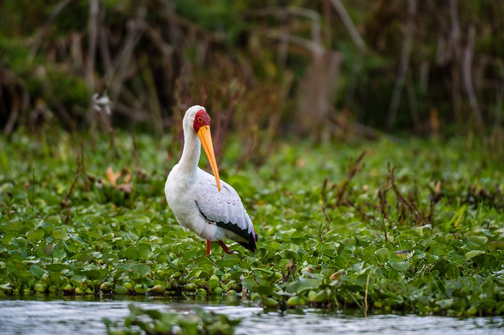 Portrait of a Yellow-billed stork wading through water plants on lake Kenya-Africa art print by Sergio Pitamitz for $57.95 CAD