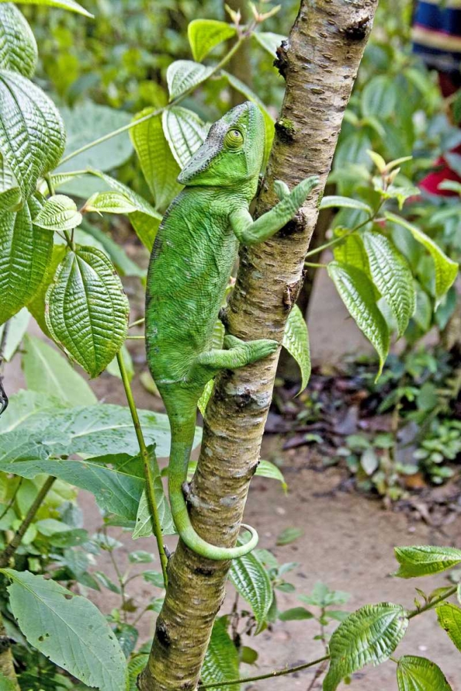 Madagascar Chameleon crawls up tree limb art print by Joanne Williams for $57.95 CAD