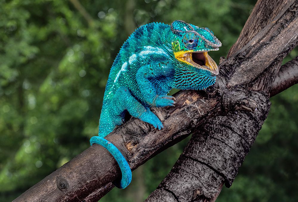Madagascar Panther chameleon on tree limb art print by Jaynes Gallery for $57.95 CAD