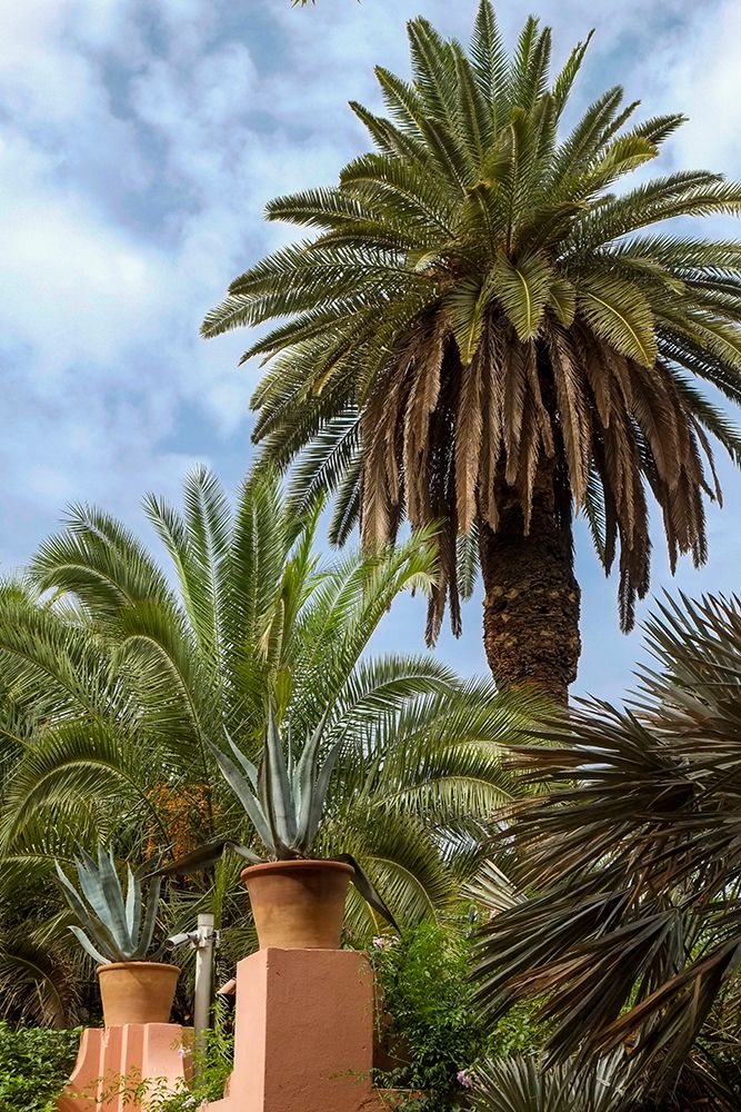 Marrakech-Morocco Lush-tropical date palm trees art print by Julien McRoberts for $57.95 CAD