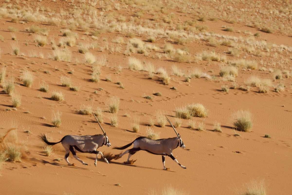 Oryx pair running, Dead Vlei, Sossusvlei, Namibia art print by Wendy Kaveney for $57.95 CAD