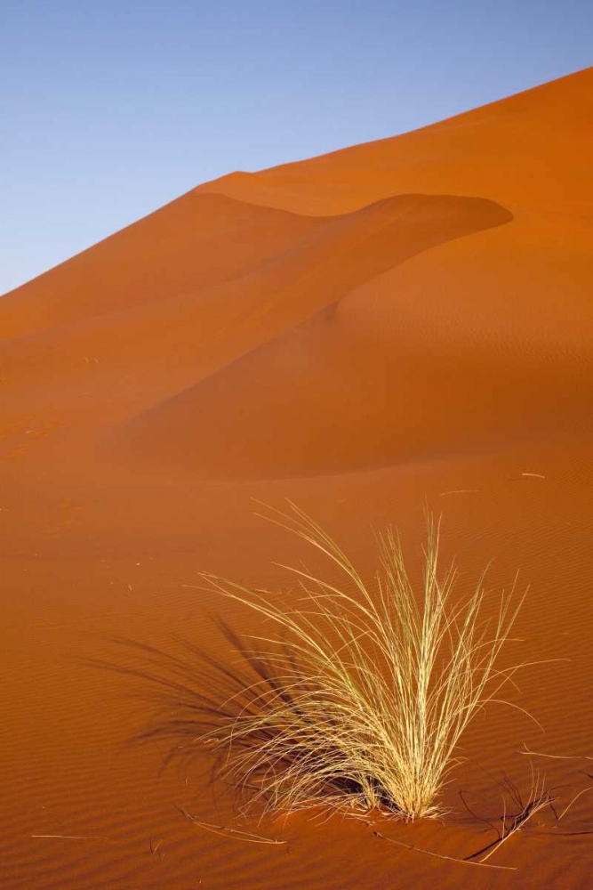 Grass and reddish sand dune, Sossusvlei, Namibia art print by Wendy Kaveney for $57.95 CAD