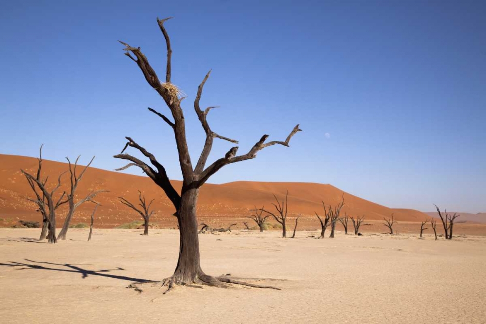 Moon and tree, Dead Vlei, Sossusvlei, Namibia art print by Wendy Kaveney for $57.95 CAD